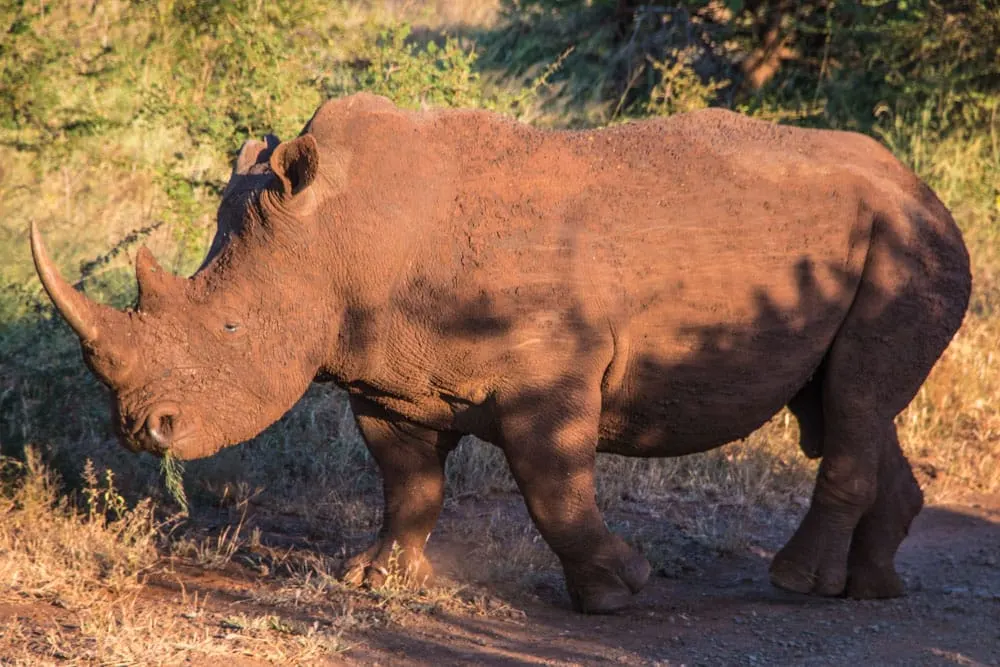Rhino at Thanda Safari in South Africa