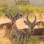 Pinterest image: image of impala with caption reading 'Luxury African Safari'