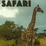 Pinterest image: image of giraffe with caption reading ‘Thanda Safari’