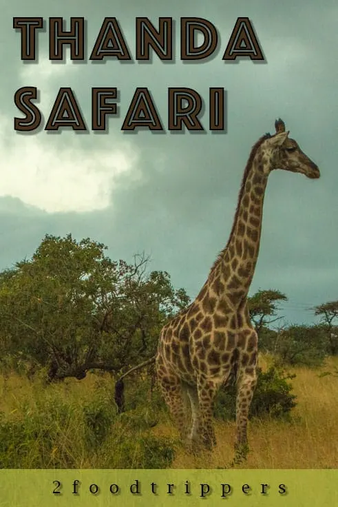 Pinterest image: image of giraffe with caption reading ‘Thanda Safari’