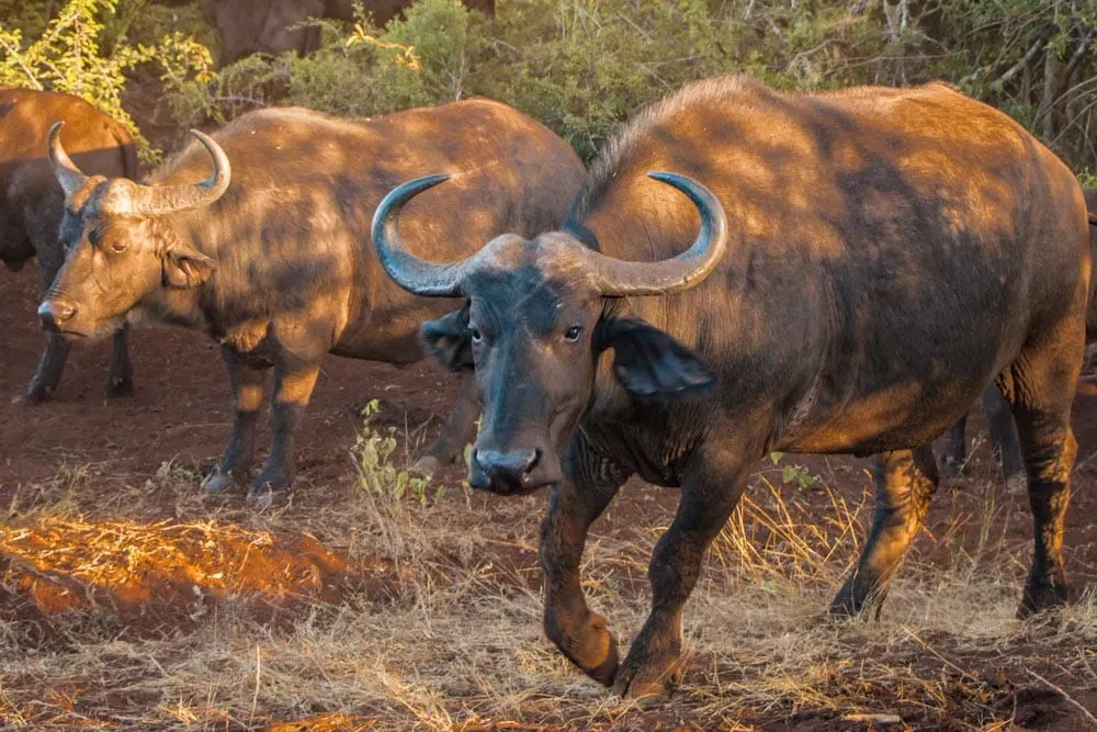 Water Buffalo at Thanda Safari in South Africa