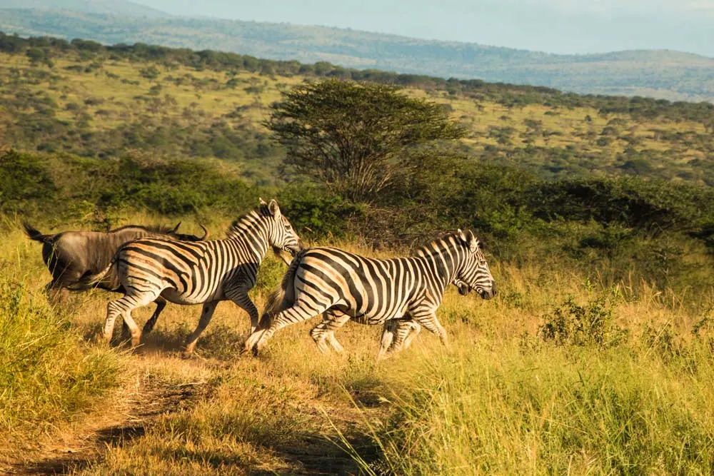 Zebras Run Free at Thanda Safari in South Africa