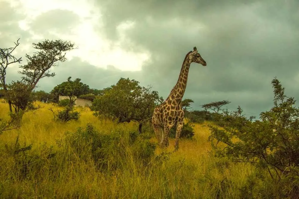 Giraffe on South Africa Safari