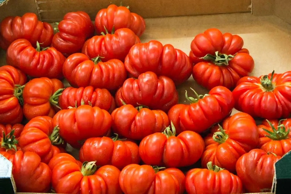 Market Tomatoes in Bologna Italy
