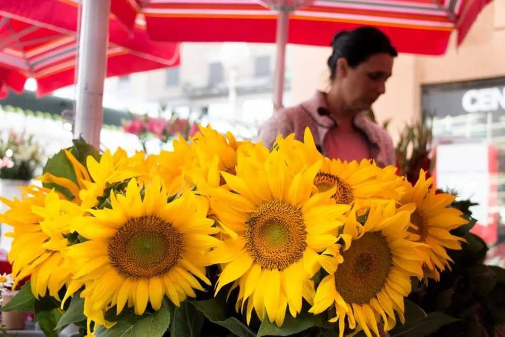 Sunflowers at a Market in Zagreb Croatia