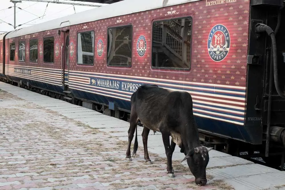 Maharajas Express Train and Cow