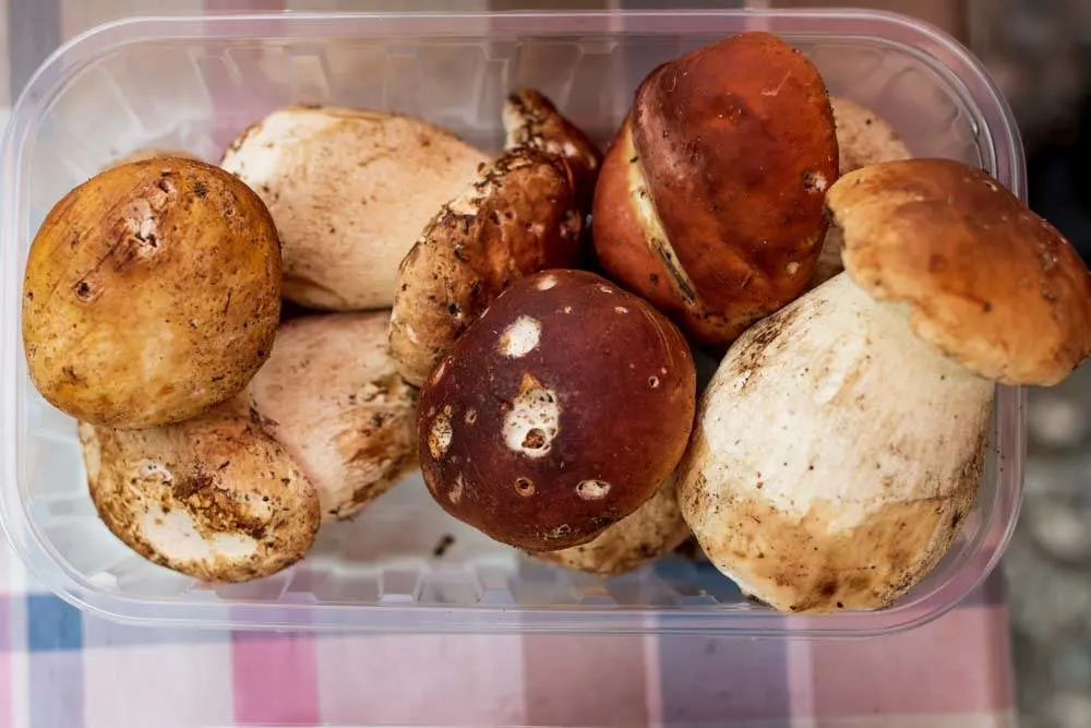 Porcini Mushrooms - Ljubljana Food