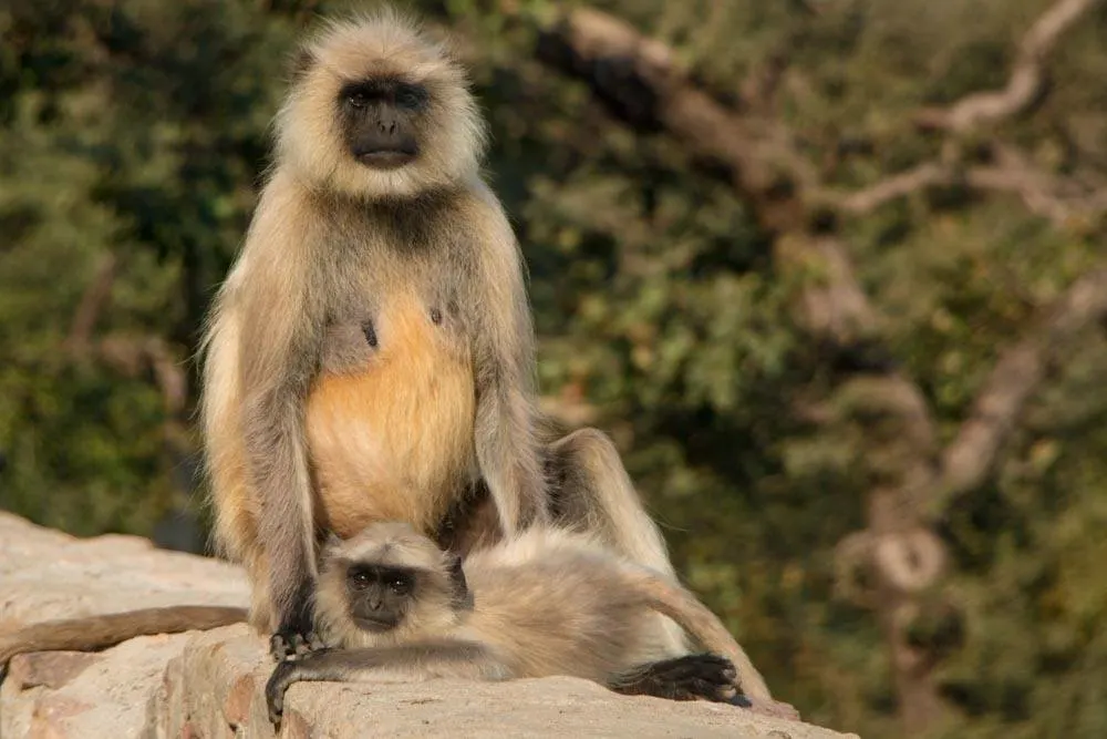 Ranthambore National Park Monkeys