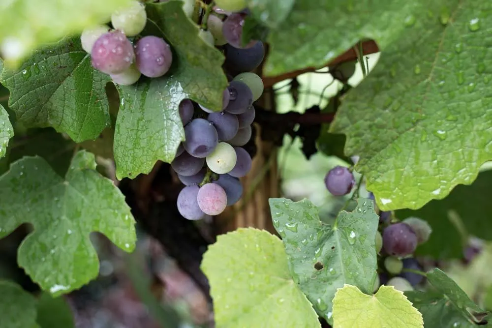 Big Berry Grapes in Slovenia
