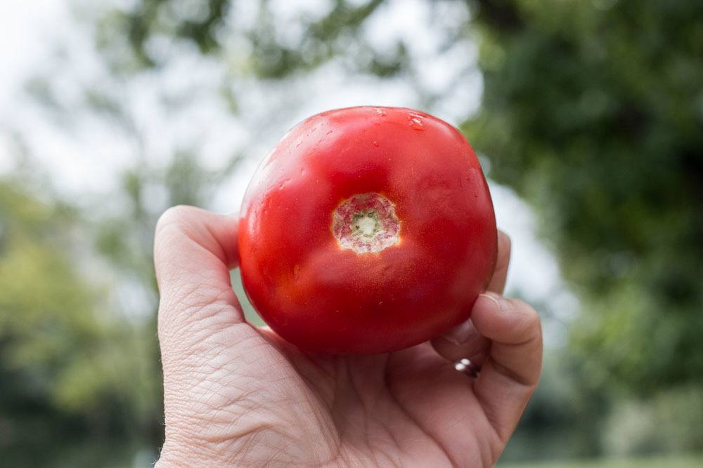 Big Berry Tomato in Slovenia