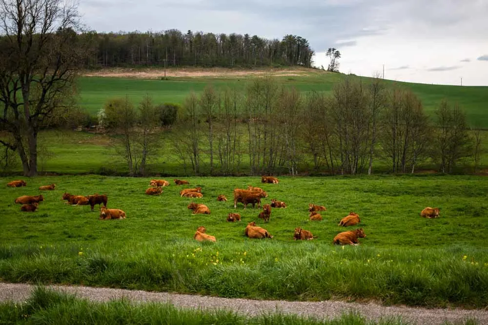 Charolais Cows in Burgundy Countryside
