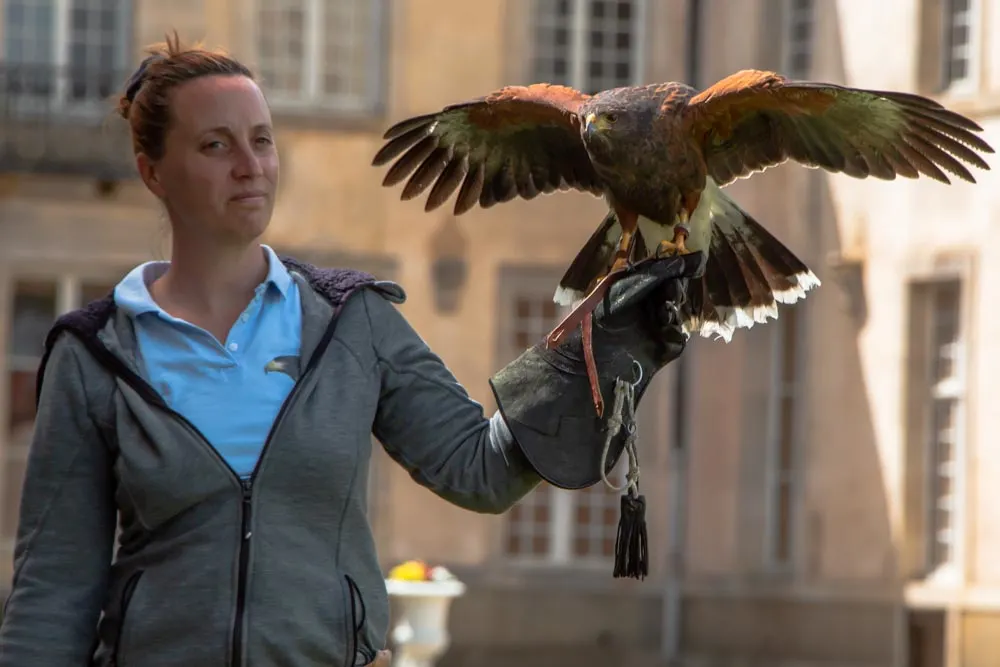 Falconry at Chateau de Commarin in Burgundy France