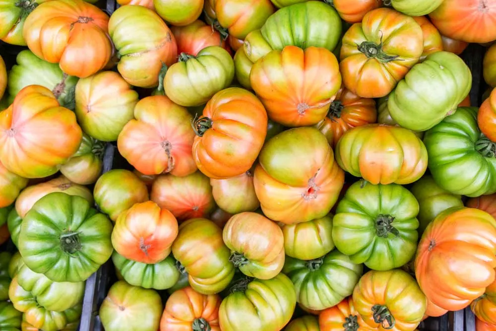 Green Tomatoes in Verona Italy