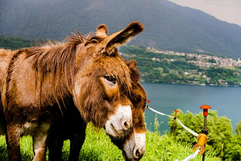 Donkey at Il Leprotto Bisestile in Trentino