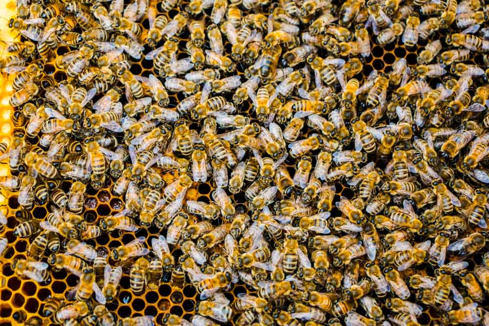 Honey Bees at Mieli Thun in Trentino