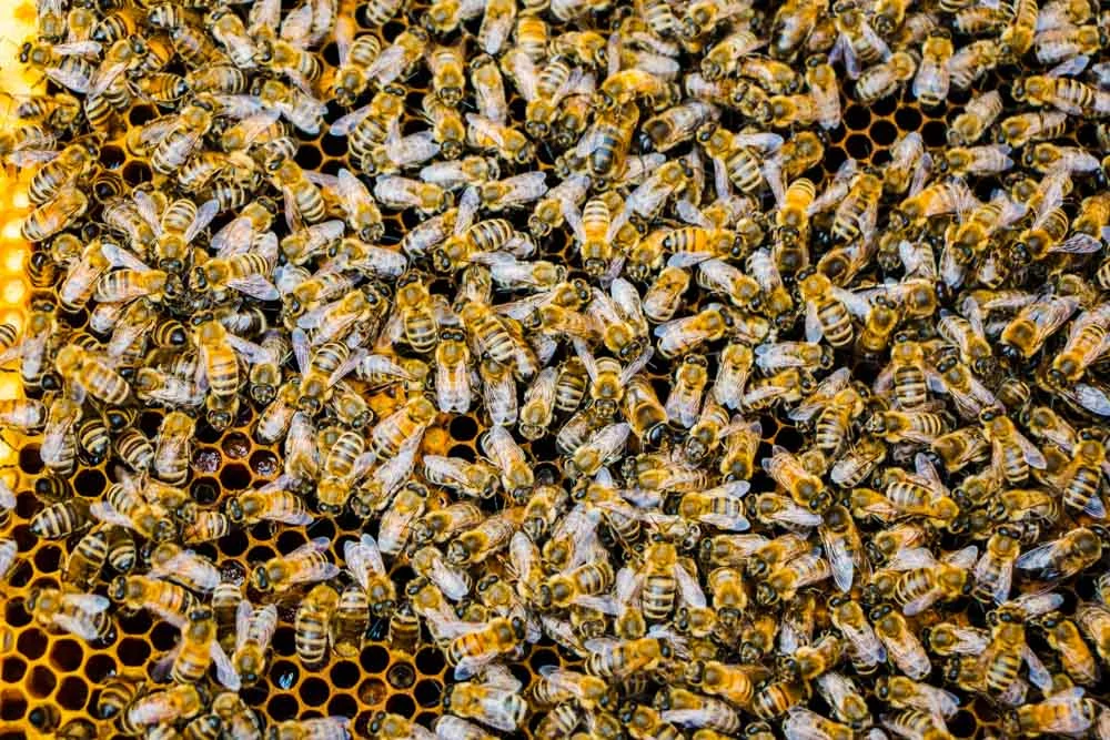 Honey Bees at Mieli Thun in Trentino