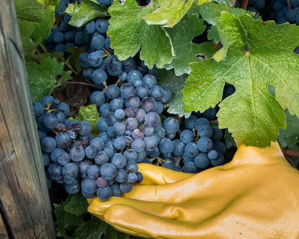Grapes on Vine at Tenuta Venturini Baldini in the Food Valley
