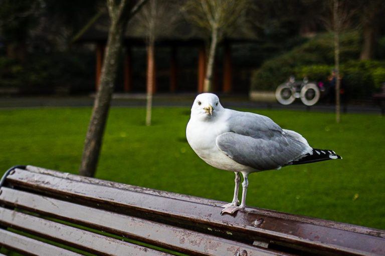 Pigeon in Dublin