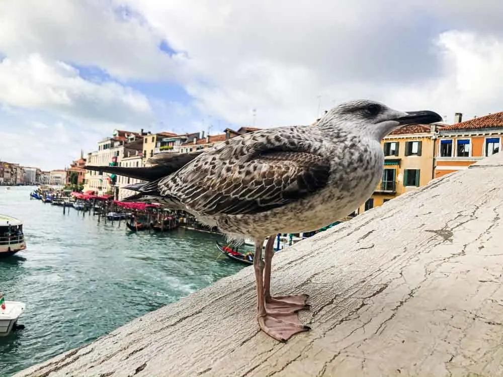 Bird in Venice