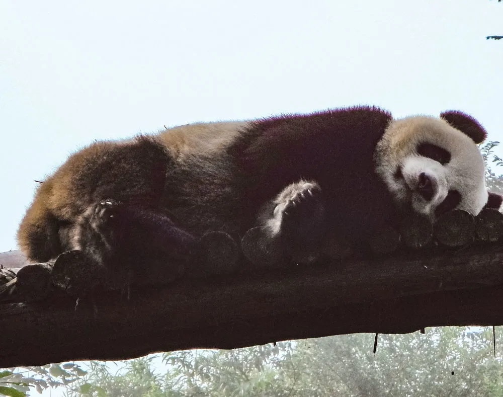 Sleeping Panda in Chengdu