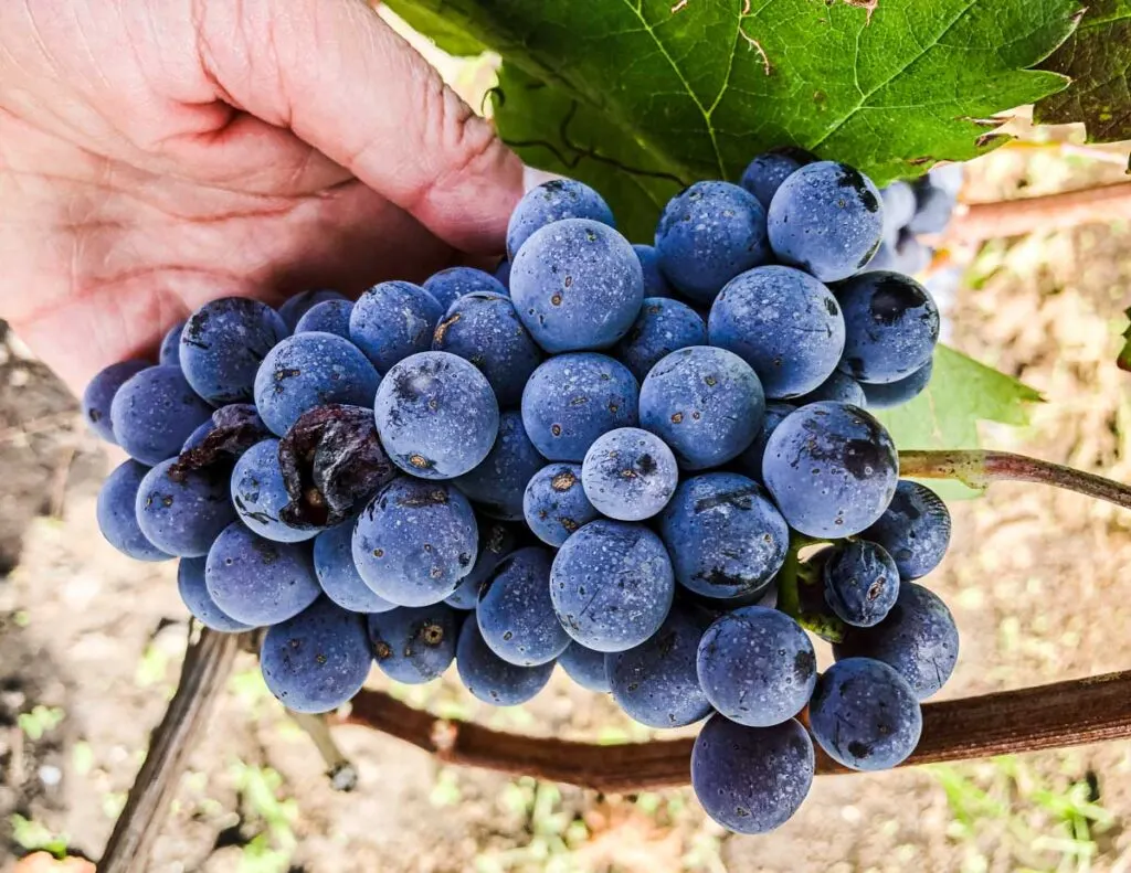Grapes on Vine at Tenuta San Michele Winery in Sicily