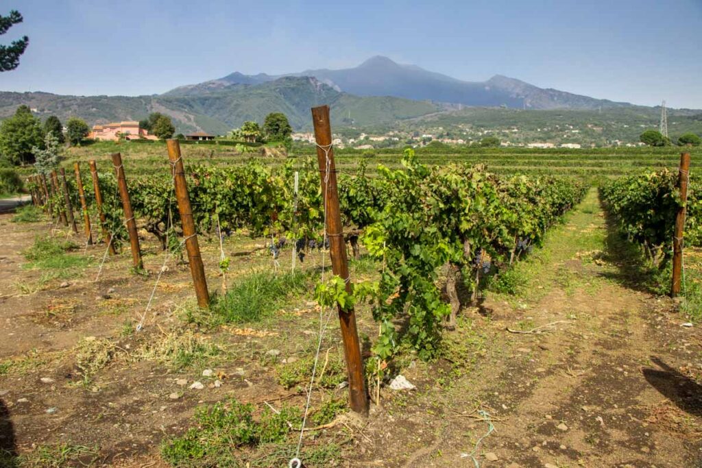 Tenuta San Michele Winery in Sicily