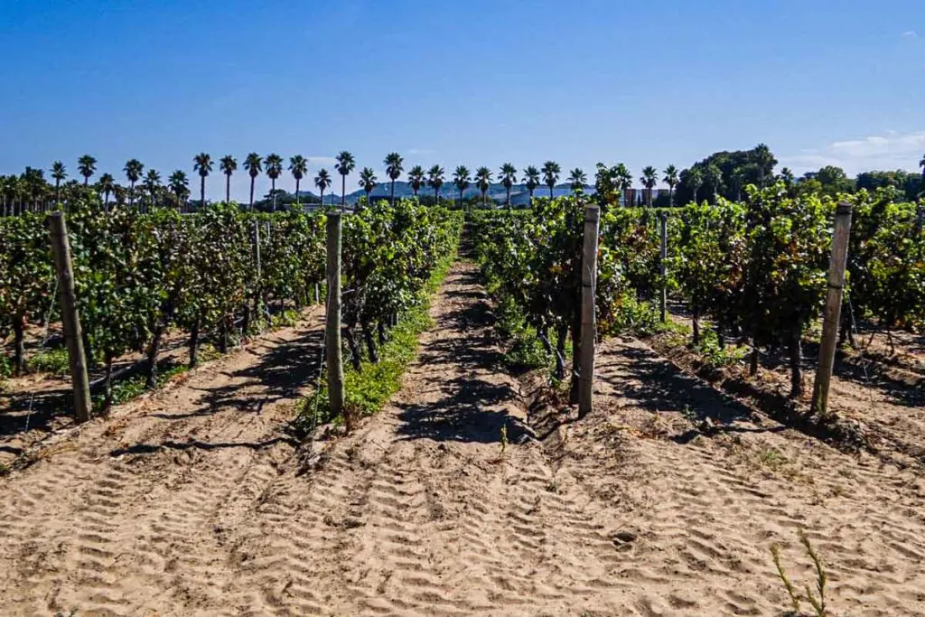 Vines at Bacalhoa in Azeitao Portugal