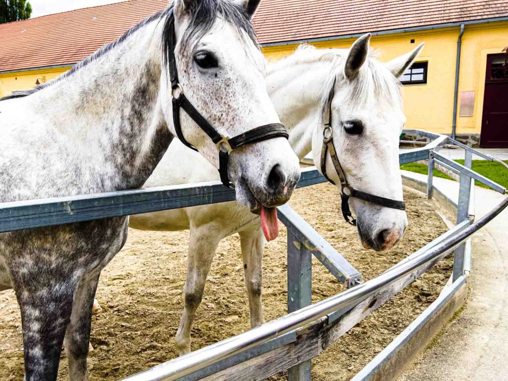 Horses in Pen at Lipizzanergestuut Piber in Graz Region