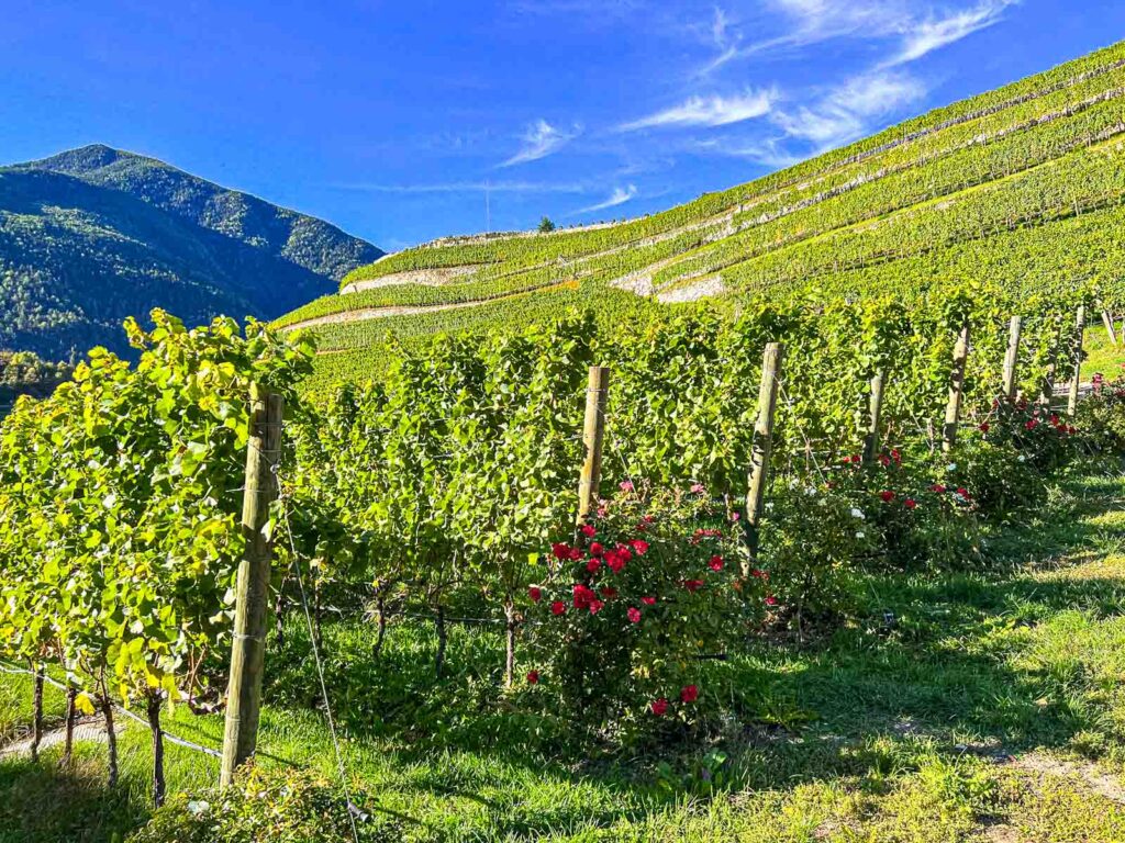 Vineyard at Abbazia di Novacella in Alto Adige