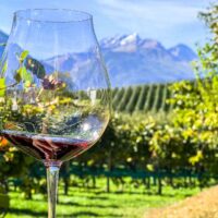 Wine at Rebhof Kastelbell in Alto Adige