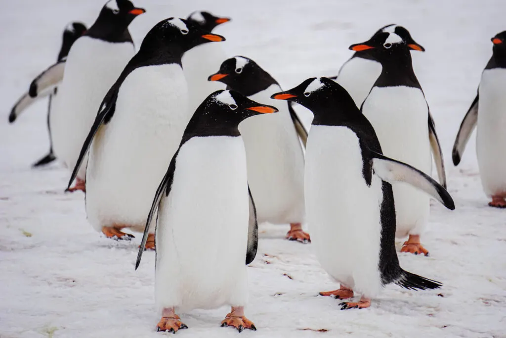 A group of emperor penguins pal around in Antarctica