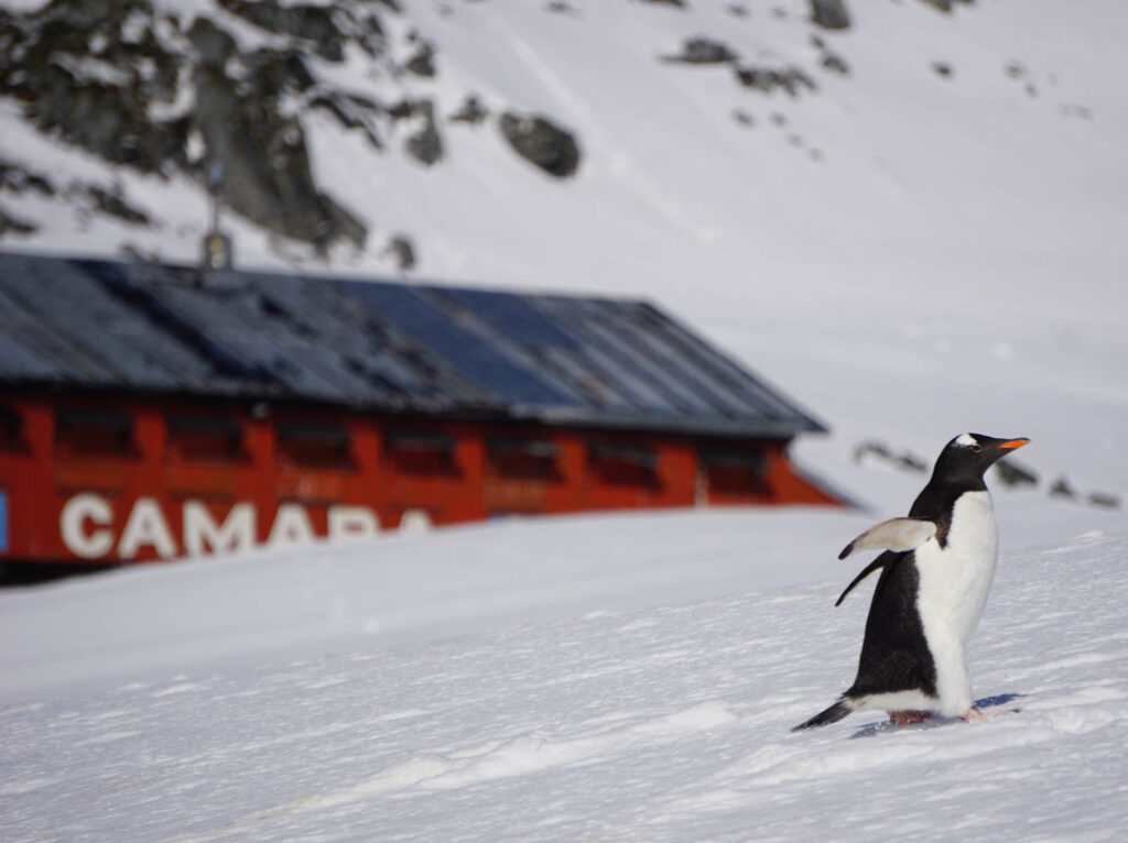 A penguin wanders up a hill in antarctica