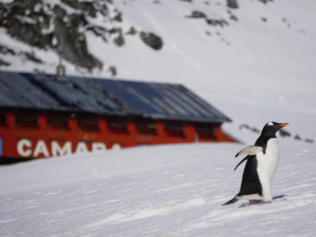A penguin wanders up a hill in antarctica