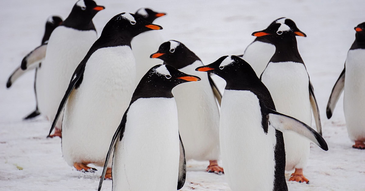 Food in Antarctica - Social IMG 2
