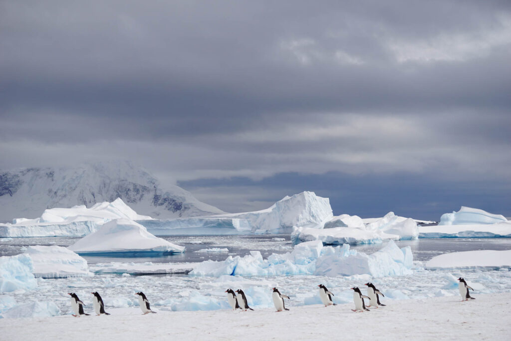 Penguins march in front of ice floes in Antarctica