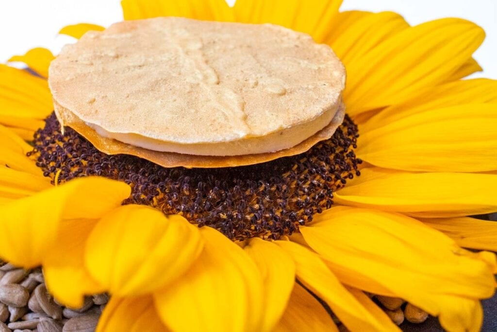 Sunflower Ice Cream at Cocina Hermanos Torres in Barcelona Spain