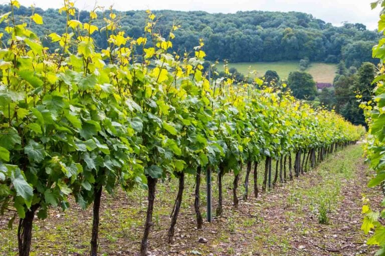Hambledon Vineyard Vines